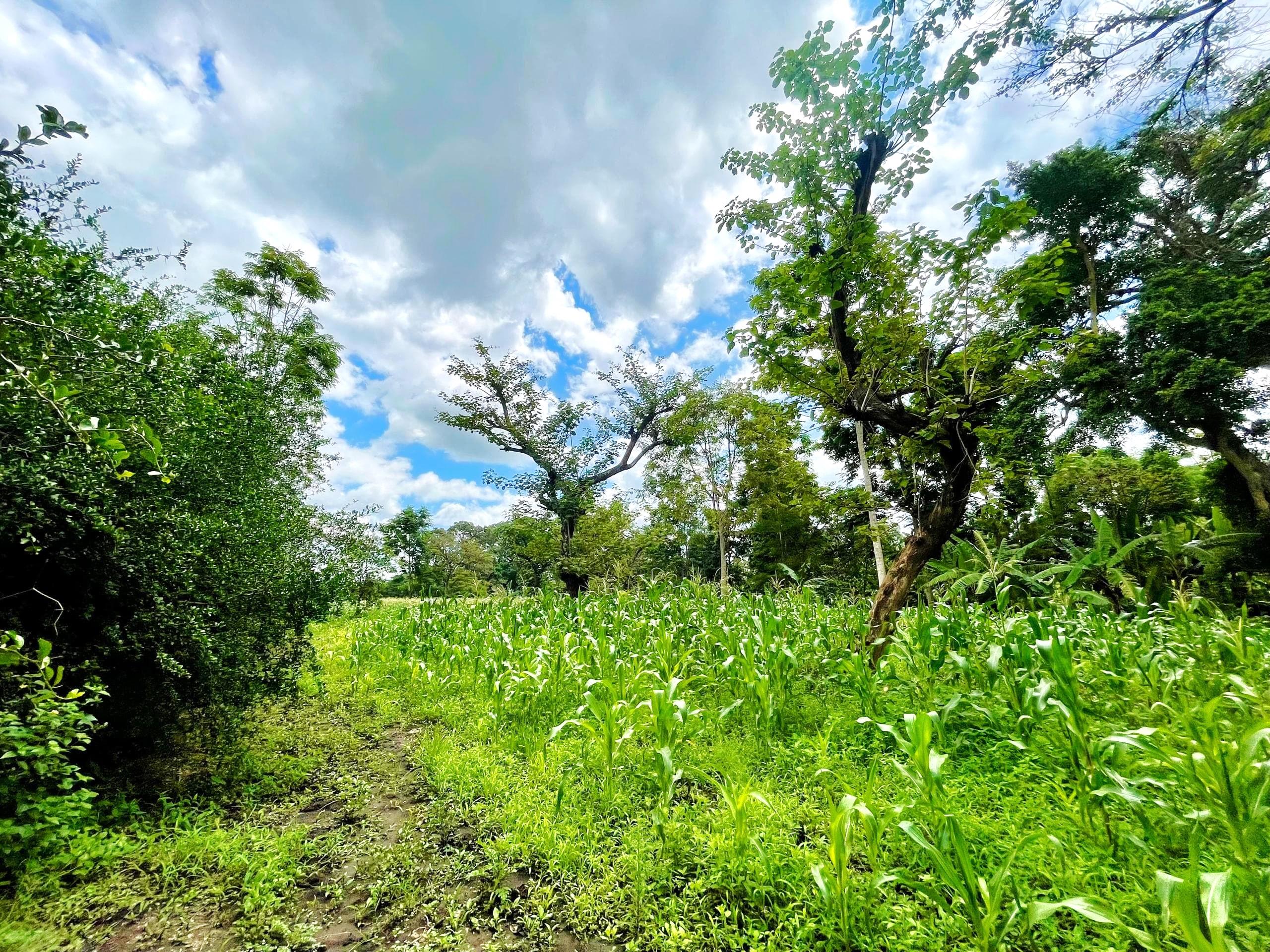 Product image for Two Plots for Sale in USA River, Arusha